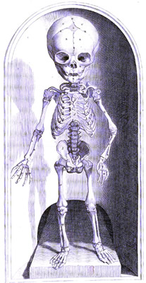 Child Skeleton, Bidloo